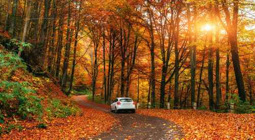 car on a forest path