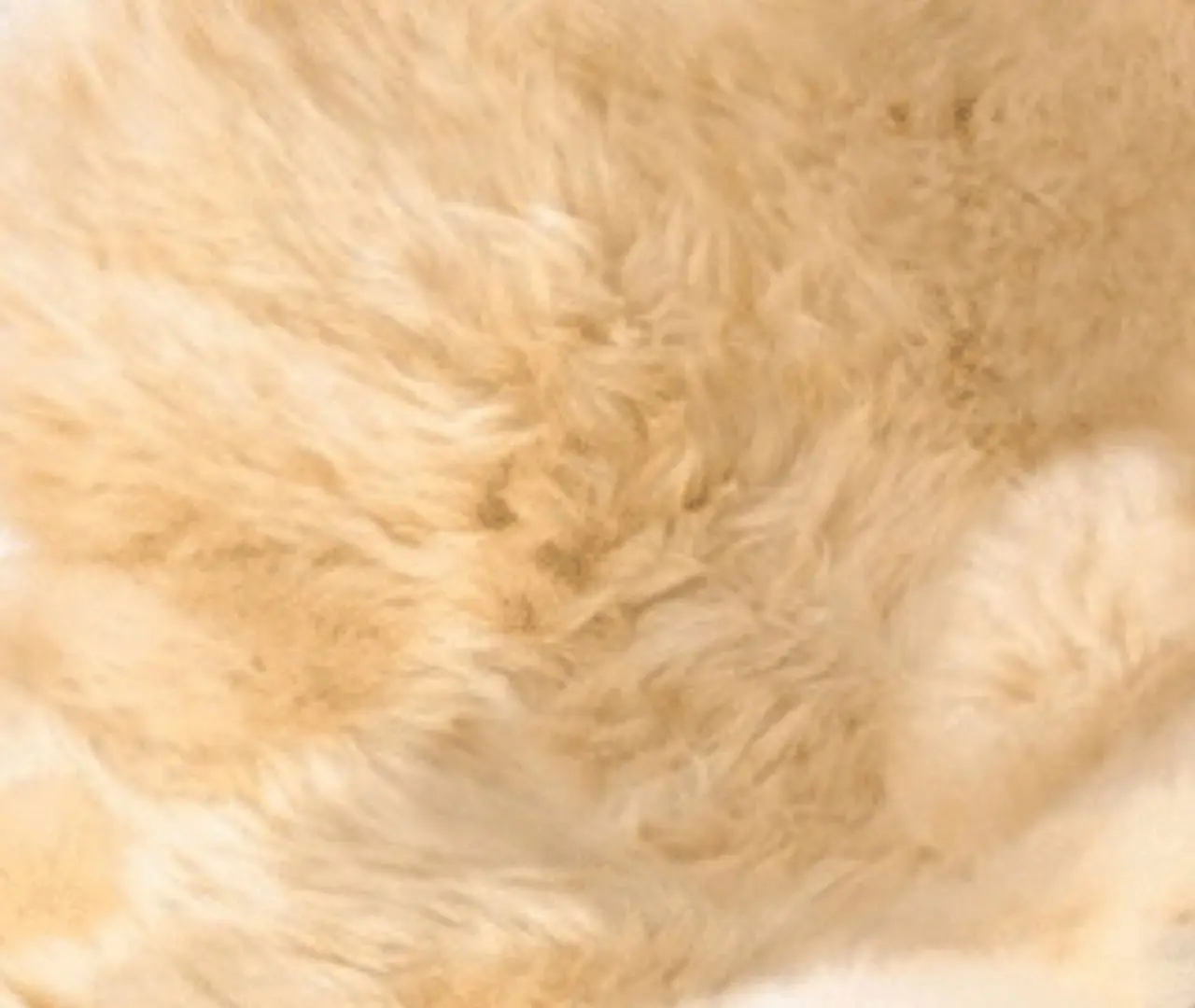 Sheepskin Rug Or Seat Coverings 100% Merino Wool - Image 4