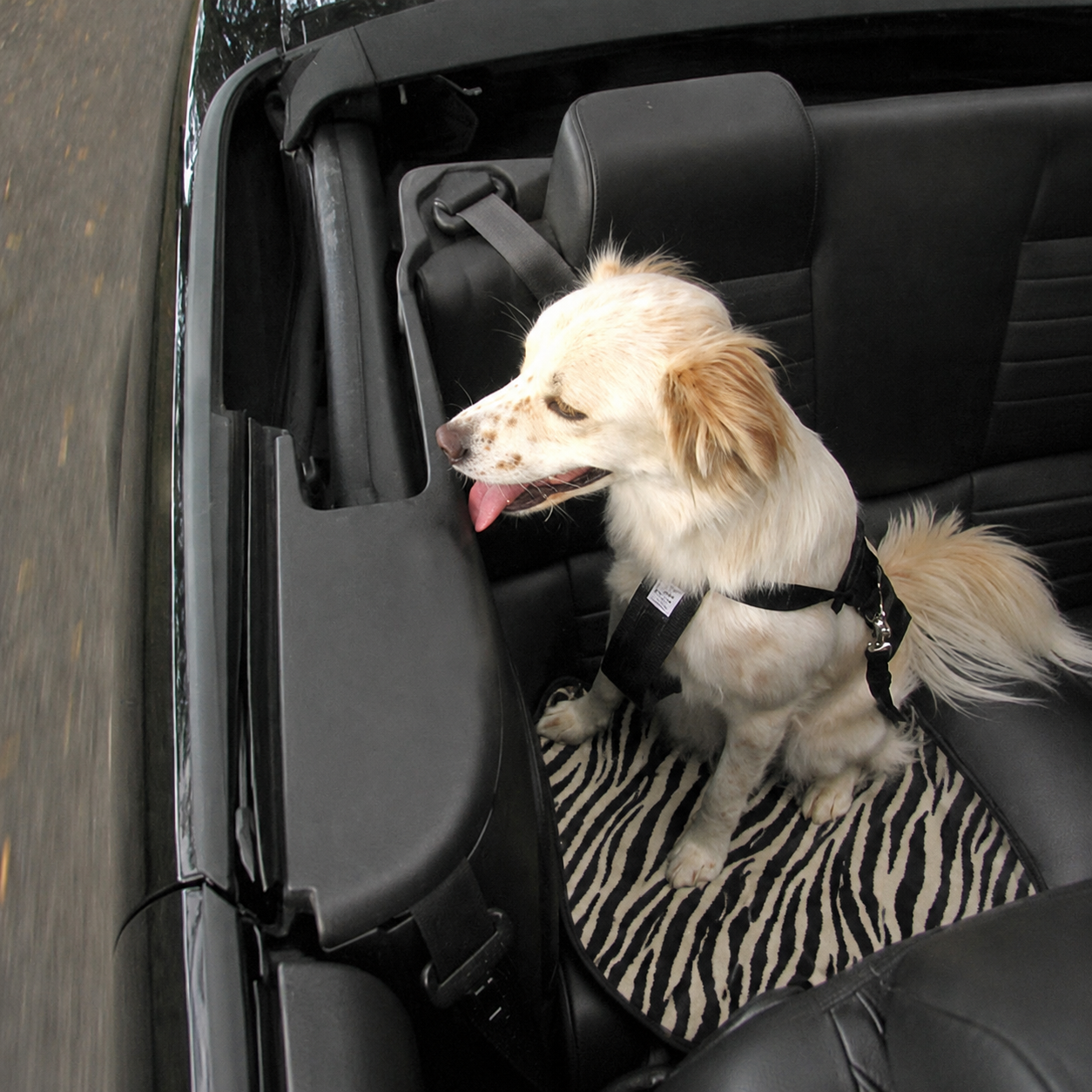 Pet Car Mat Large- Rear/Bench Seat (20″ x 20″) - Image 2
